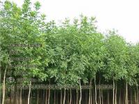 白蜡树_速生白腊_最新价格_图片_产地基地